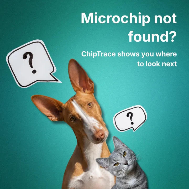 Dog and cat asking about a microchip that was not found; ChipTrace shows you where to look next