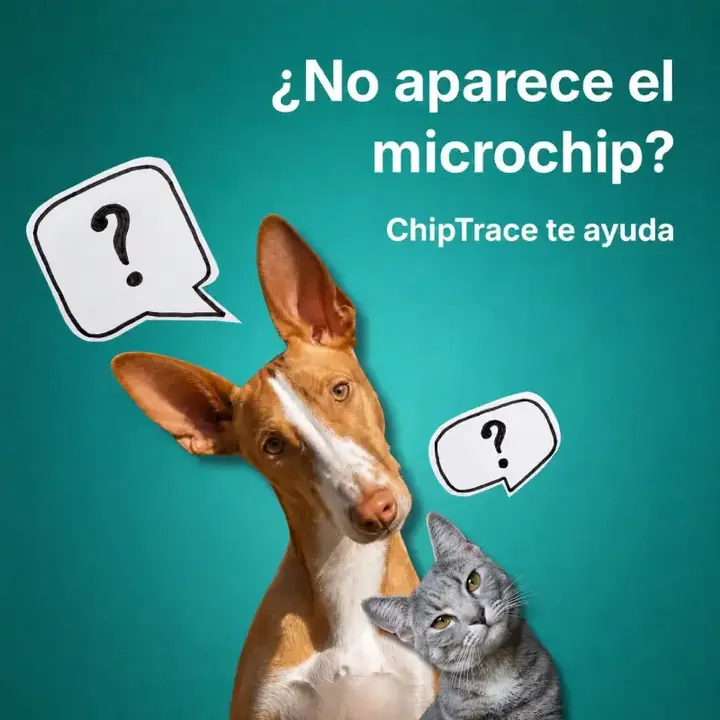 Perro y gato preguntándose por un microchip que no aparece; ChipTrace te ayuda