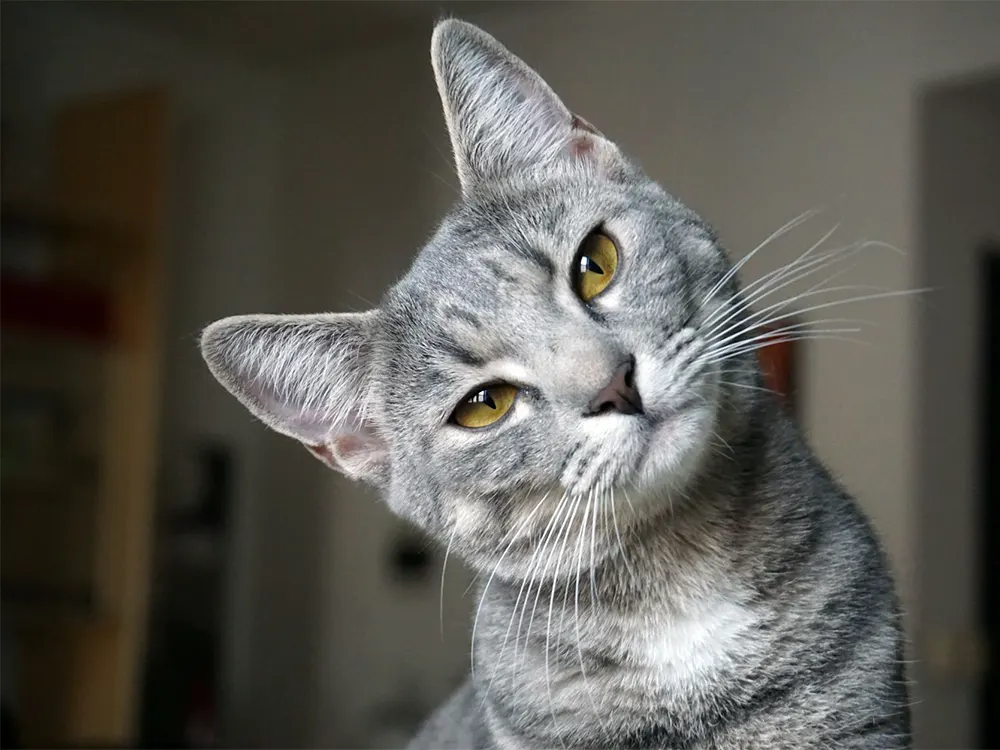 How to register a pet microchip number