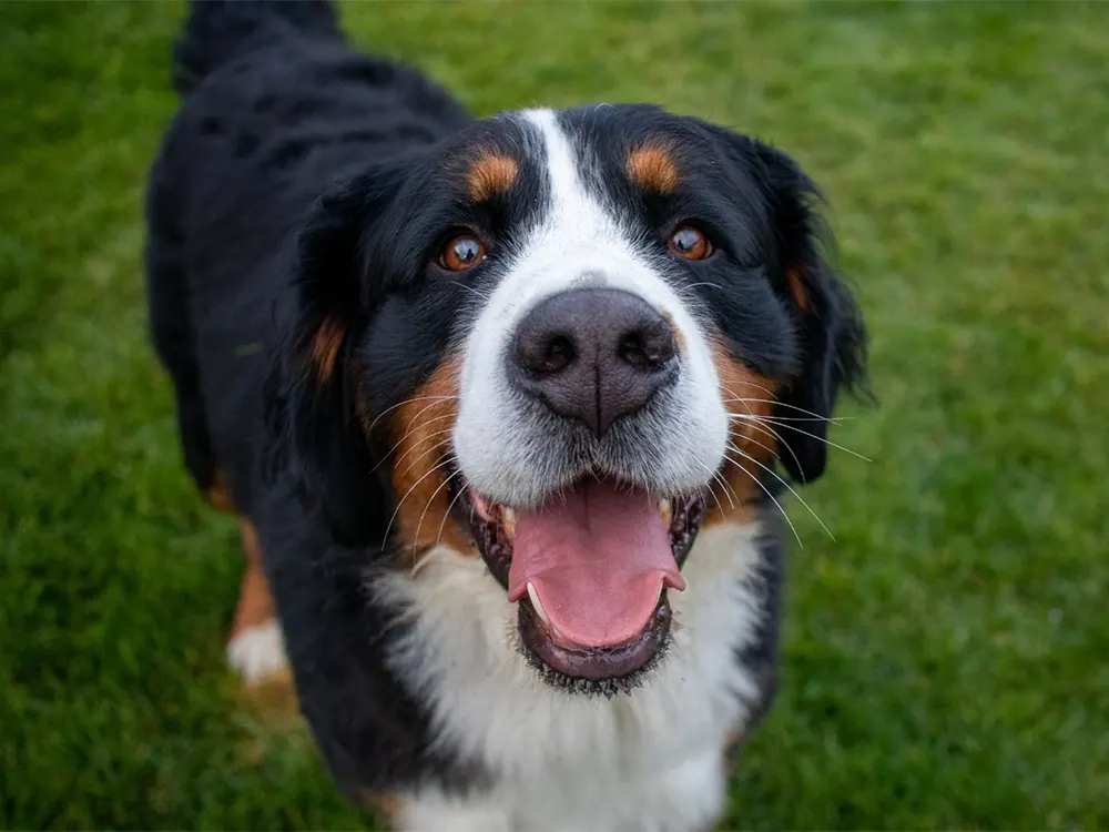 Found a Microchipped Pet