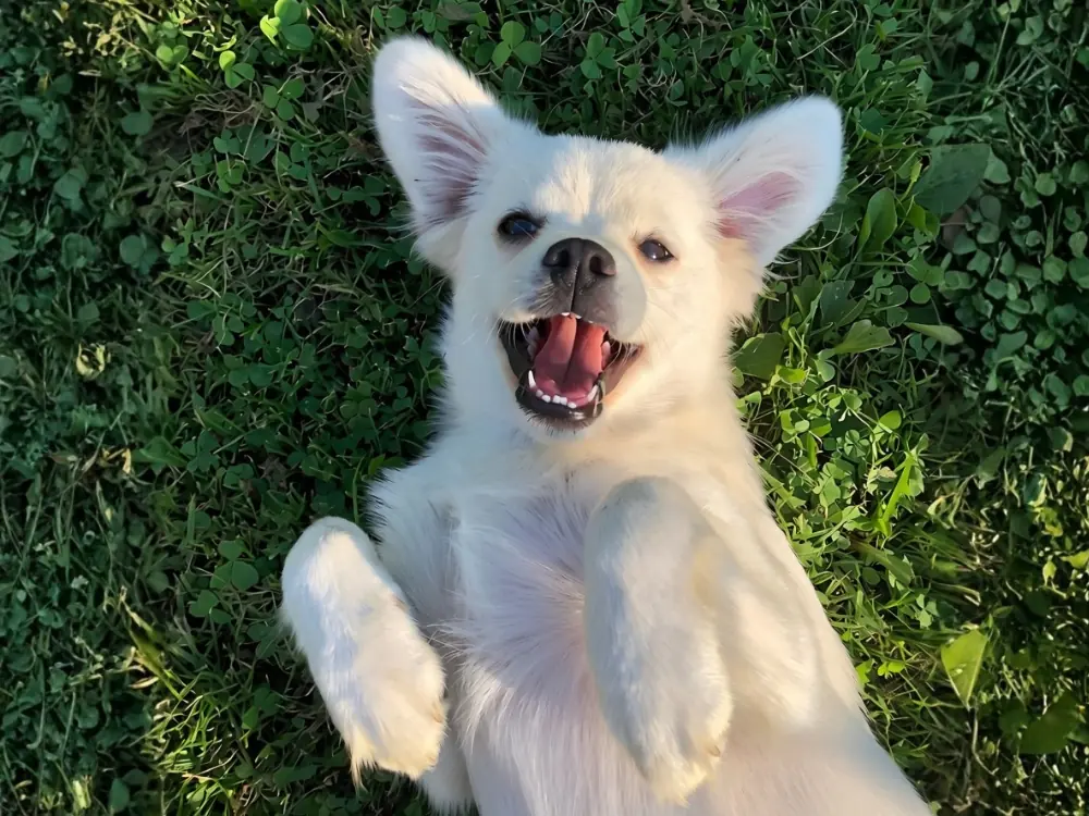 Free Pet Microchip Registration UK, US and International